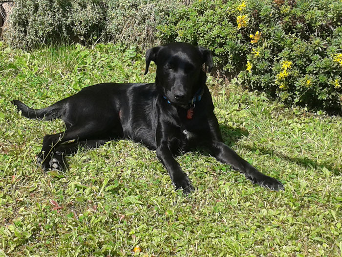 Tom (Labrador, Pinscher) Labrador Pinscher 